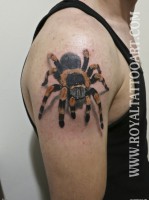 /album/fenykepgaleria/img257966-smallerspidernycjpgjpg-jpg/