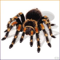 /album/fenykepgaleria/tuishimis-tarantula-by-cybababe-jpg/