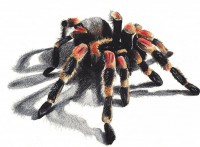 /album/fenykepgaleria/tarantula-by-phantomphreaq-d4ptmvh-jpg/