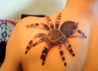 /album/fenykepgaleria/tarantula-png/